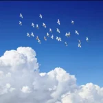 آهنگ فریبرز سلیمی خون ارغوانها