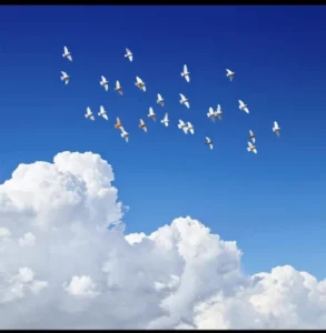 آهنگ فریبرز سلیمی خون ارغوانها