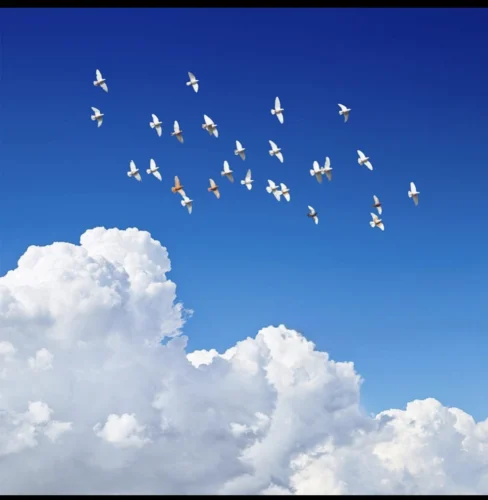 آهنگ فریبرز سلیمی خون ارغوانها